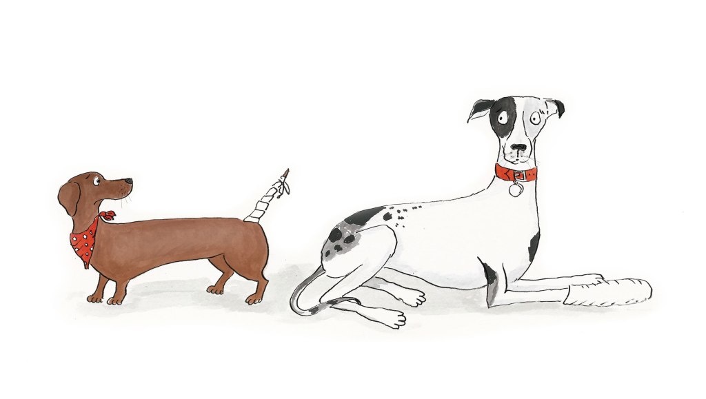 A dachshund with his tail bandaged and a greyhound with his foot bandaged.
